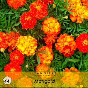 Табак Tangiers Seasonal Marigold №44, 250 грамм